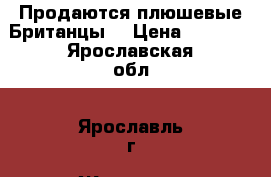Продаются плюшевые Британцы  › Цена ­ 3 000 - Ярославская обл., Ярославль г. Животные и растения » Кошки   . Ярославская обл.